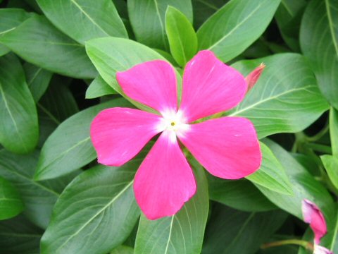 Catharanthus roseus