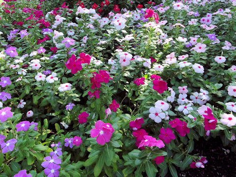 Catharanthus roseus