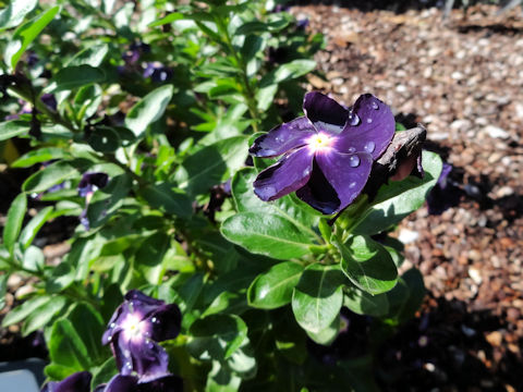 Catharanthus roseus