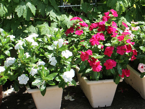 Catharanthus roseus