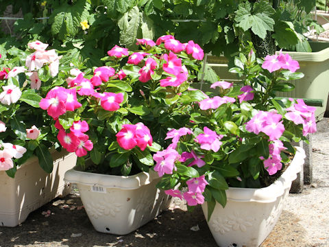 Catharanthus roseus