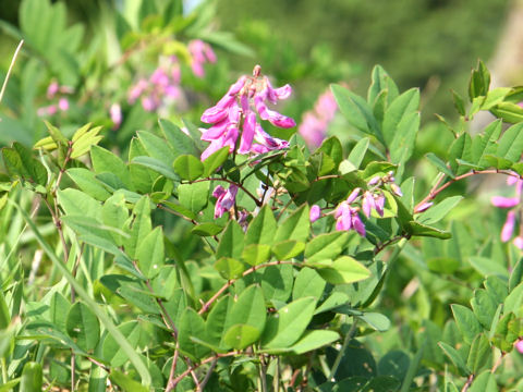 Indigofera decora