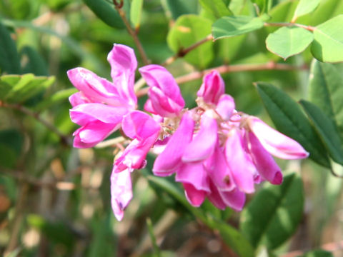 Indigofera decora