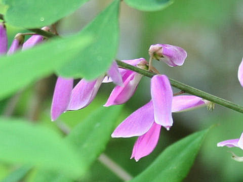 Indigofera decora