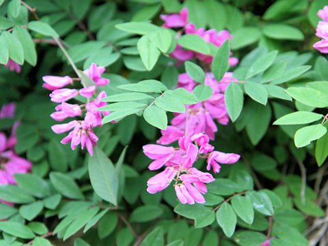 Indigofera decora