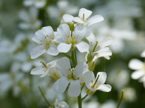 Arabis caucasica