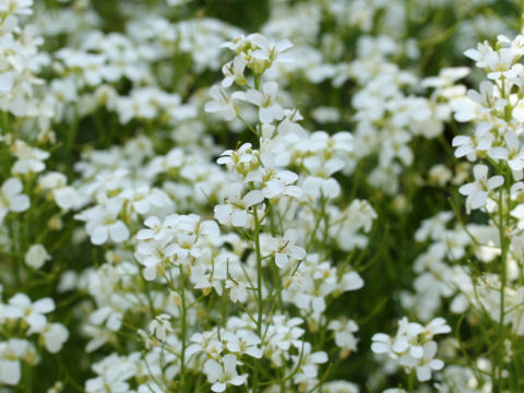 Arabis caucasica