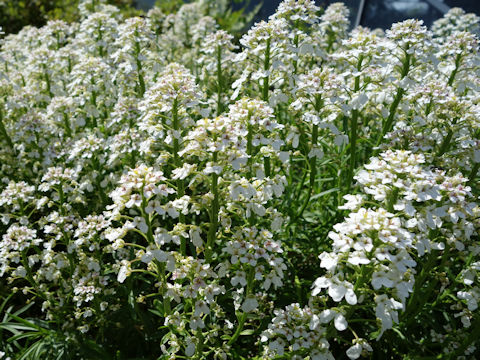 Arabis caucasica