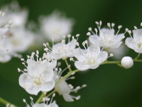 Sorbaria kirilowii