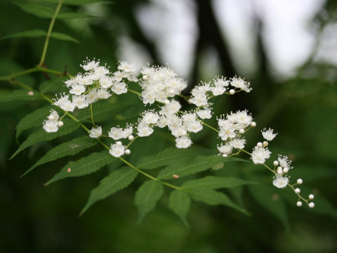 Sorbaria kirilowii