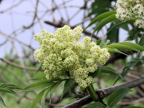 Sambucus racemosa ssp. sieboldiana