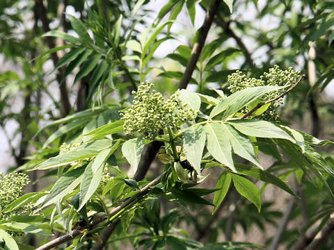 Sambucus racemosa ssp. sieboldiana