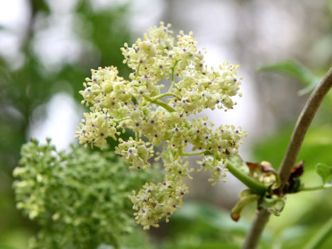 Sambucus racemosa ssp. sieboldiana