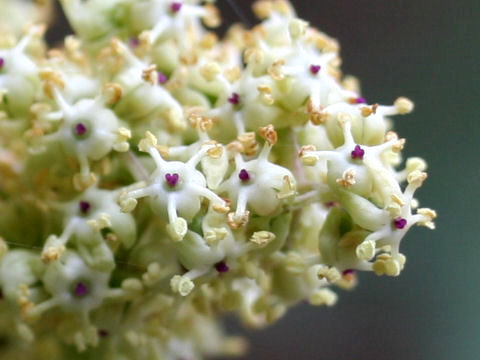 Sambucus racemosa ssp. sieboldiana