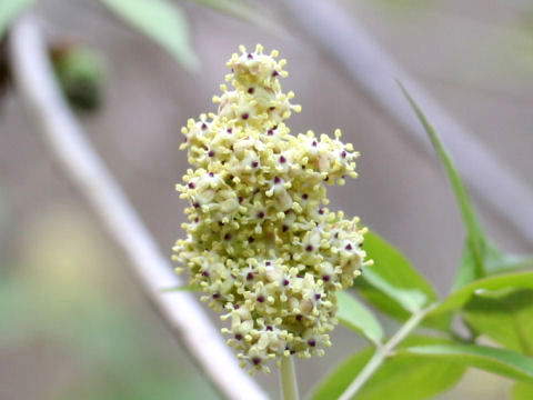 Sambucus racemosa ssp. sieboldiana