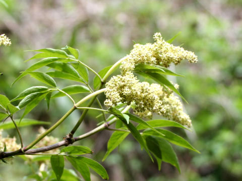 Sambucus racemosa ssp. sieboldiana