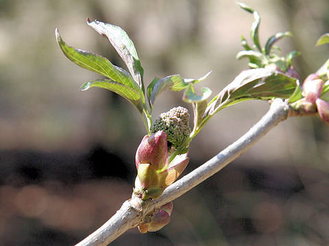 Sambucus racemosa ssp. sieboldiana