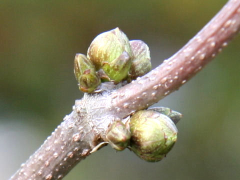 Sambucus racemosa ssp. sieboldiana