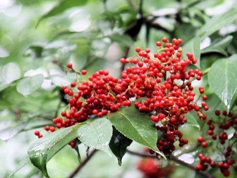 Sambucus racemosa ssp. sieboldiana