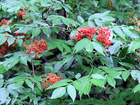 Sambucus racemosa ssp. sieboldiana