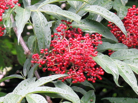 Sambucus racemosa ssp. sieboldiana