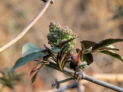 Sambucus racemosa ssp. sieboldiana