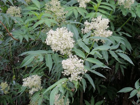 Sambucus racemosa ssp. sieboldiana