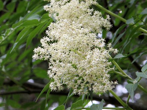 Sambucus racemosa ssp. sieboldiana