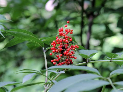 Sambucus racemosa ssp. sieboldiana