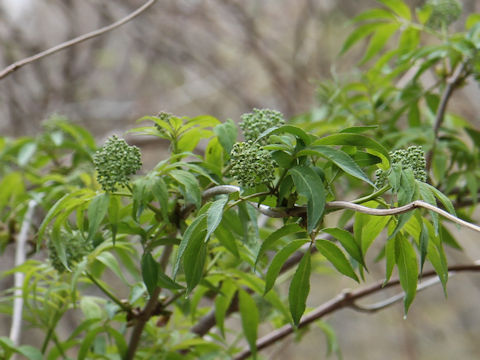 Sambucus racemosa ssp. sieboldiana