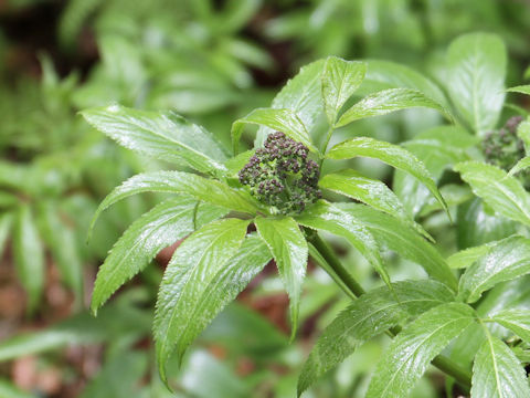 Sambucus racemosa ssp. sieboldiana