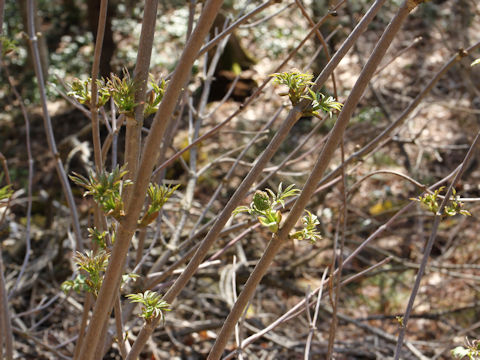 Sambucus racemosa ssp. sieboldiana