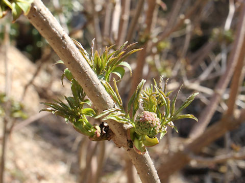 Sambucus racemosa ssp. sieboldiana