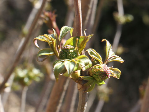 Sambucus racemosa ssp. sieboldiana