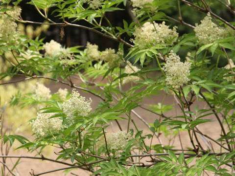 Sambucus racemosa ssp. sieboldiana