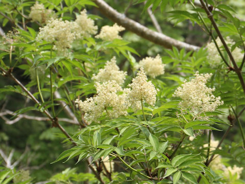 Sambucus racemosa ssp. sieboldiana