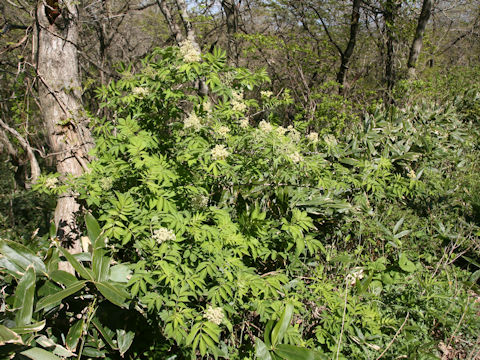 Sambucus racemosa ssp. sieboldiana