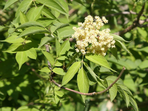 Sambucus racemosa ssp. sieboldiana