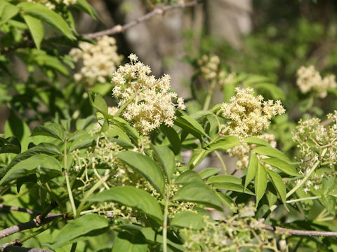 Sambucus racemosa ssp. sieboldiana