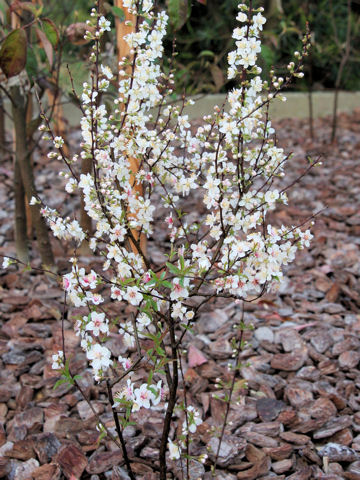 Prunus japonica