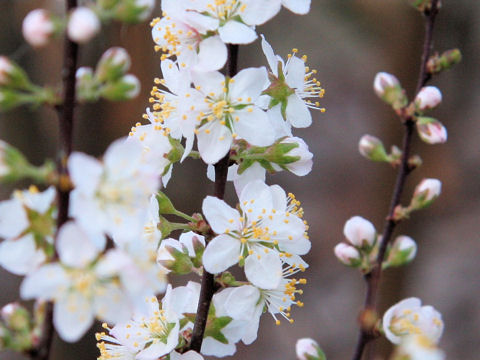 Prunus japonica