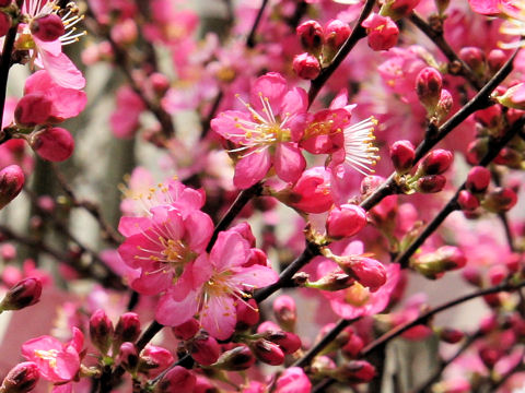 Prunus japonica