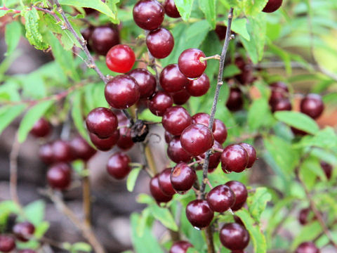 Prunus japonica