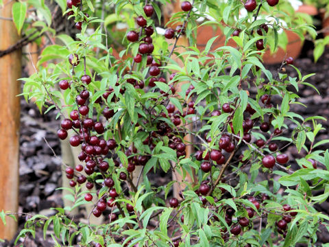 Prunus japonica