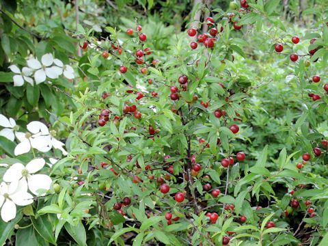 Prunus japonica