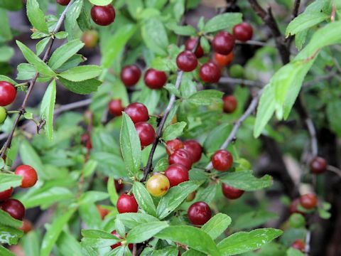 Prunus japonica