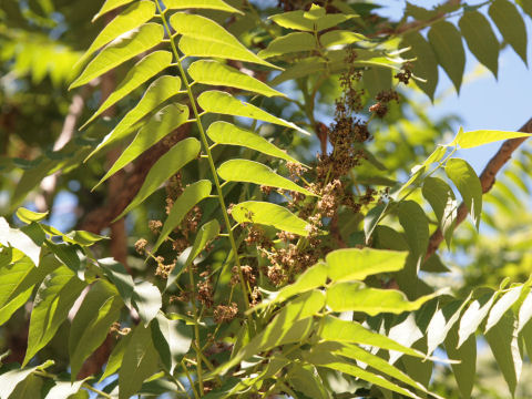 Ailanthus altissima