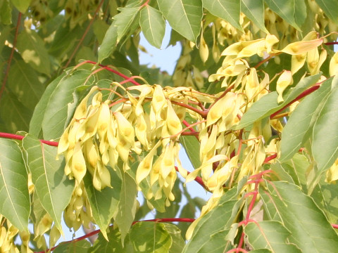 Ailanthus altissima