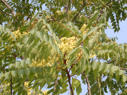 Ailanthus altissima