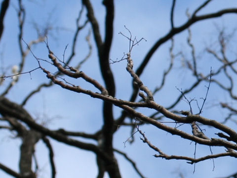 Ailanthus altissima